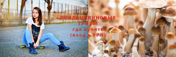 ПСИЛОЦИБИНОВЫЕ ГРИБЫ Алексин